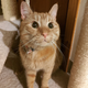Cheddar ‘Chiz’ Cara, the only cat to be awarded an Ig Nobel prize three years running.